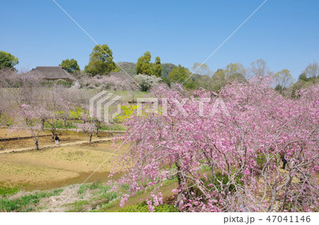 常陸風土記の丘 常陸風土記の丘 47041146