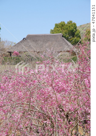 常陸風土記の丘 47041151