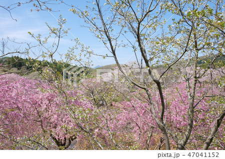 常陸風土記の丘 常陸風土記の丘 47041152