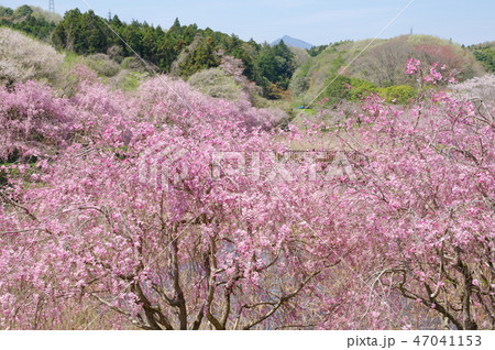 常陸風土記の丘 常陸風土記の丘 47041153