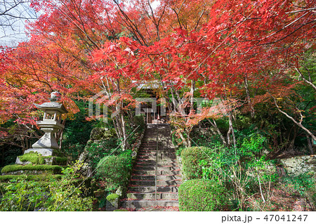 京都　勝持寺の紅葉　　　 47041247