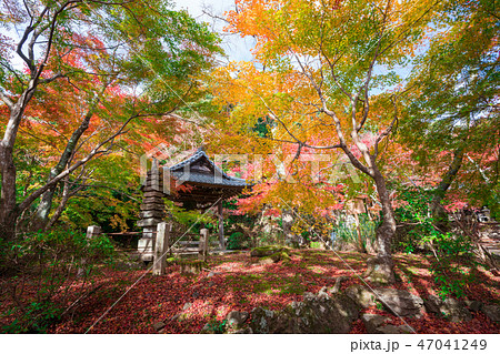 京都　勝持寺の紅葉　　　 47041249