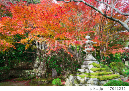 京都　勝持寺の紅葉　　　 47041252