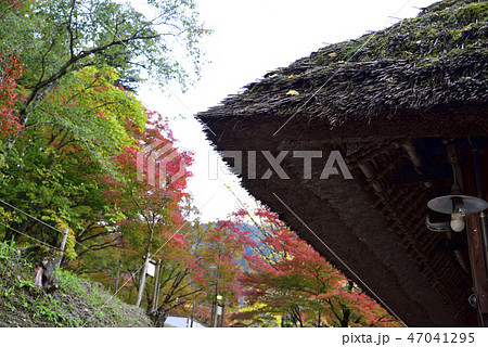 <紅葉> 香嵐渓 もみじ 銀杏 イチョウ <紅葉> 香嵐渓 もみじ 銀杏 イチョウ 47041295