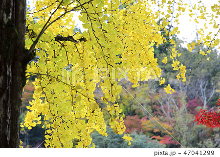 <紅葉>　香嵐渓　もみじ　銀杏　イチョウ 47041299
