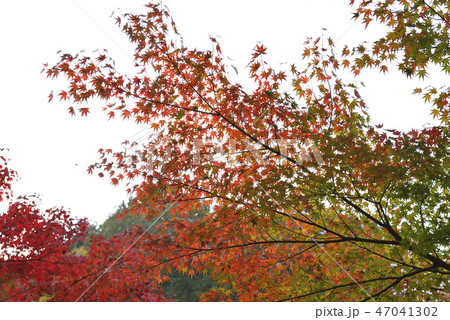 <紅葉>　香嵐渓　もみじ　銀杏　イチョウ 47041302