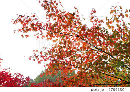 <紅葉> 香嵐渓 もみじ 銀杏 イチョウ <紅葉> 香嵐渓 もみじ 銀杏 イチョウ 47041304