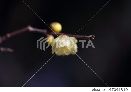 1月の花 1月の花 47041310