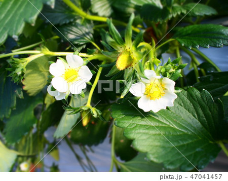 いちごの花 47041457