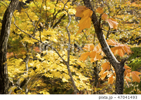 秋の鳴子峡のウリハダカエデの紅葉 47041493