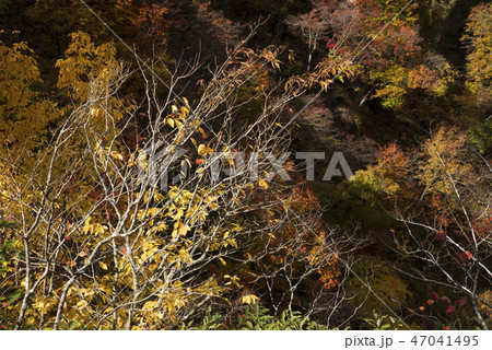 鳴子峡のタカノツメの黄葉 鳴子峡のタカノツメの黄葉 47041495