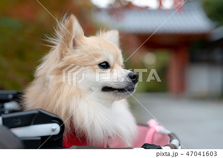 神社 ペットカーから見つめる犬 チワワとポメラニアンのミックス犬 の写真素材