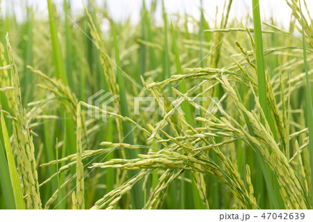 Green rice paddy on rice plant Green rice paddy on rice plant 47042639
