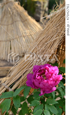 冬ぼたん 47042761