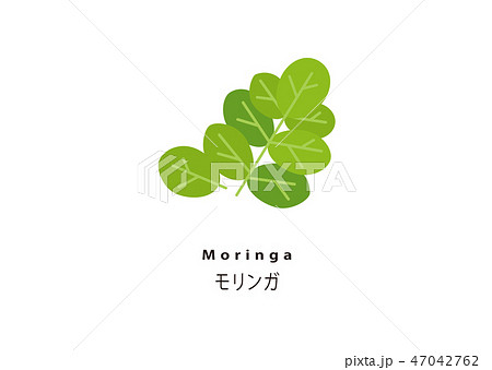 人気のスーパーフード／モリンガ 47042762