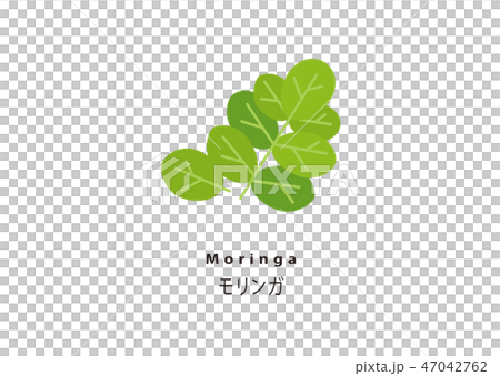 Popular Super Food / Moringa 47042762