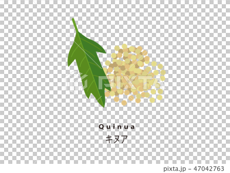 Popular Super Food / Quinua 47042763