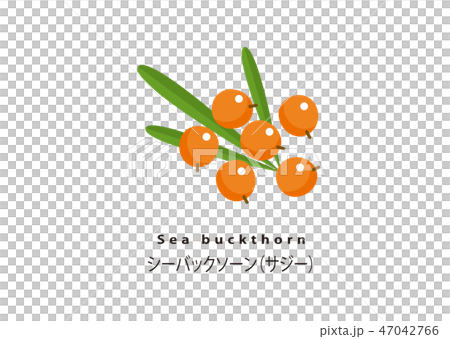 人気のスーパーフード／シーバックソーン（サジー） 47042766