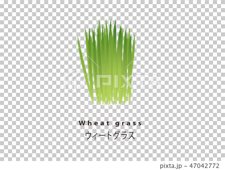 Popular Super Food / Wheatgrass Popular Super Food / Wheatgrass 47042772
