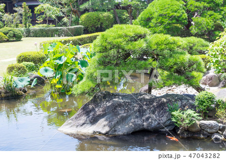 葛飾　柴又帝釈天　邃渓園　（すいけいえん） 47043282