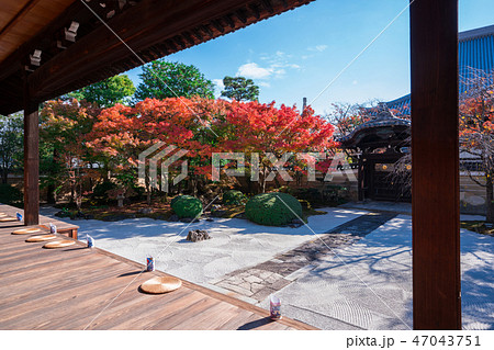 京都 妙顯寺(みょうけんじ)の紅葉 京都 妙顯寺(みょうけんじ)の紅葉 47043751