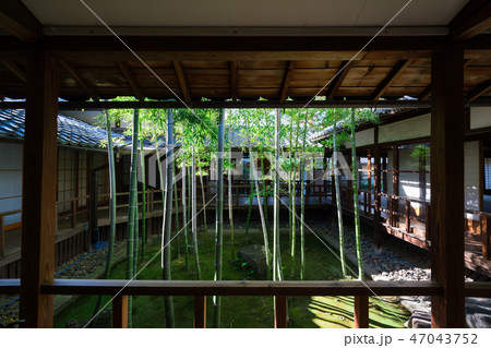 京都 妙顯寺(みょうけんじ)の竹の庭 京都 妙顯寺(みょうけんじ)の竹の庭 47043752