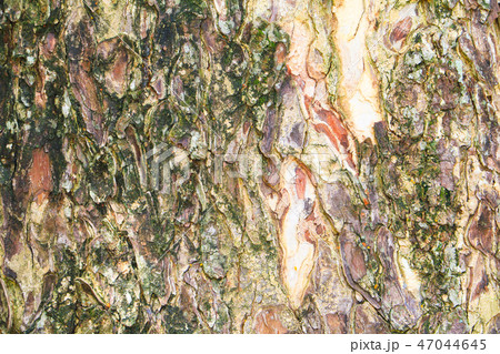 tree bark texture pattern. wood rind background tree bark texture pattern. wood rind background 47044645