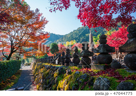 京都　化野念仏寺（あだしのねんぶつじ）の紅葉　　　　 47044775