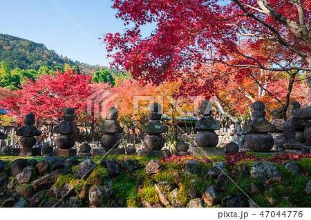 京都　化野念仏寺（あだしのねんぶつじ）の紅葉　　　　 47044776
