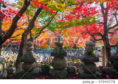 京都　化野念仏寺（あだしのねんぶつじ）の紅葉　　　　 47044778