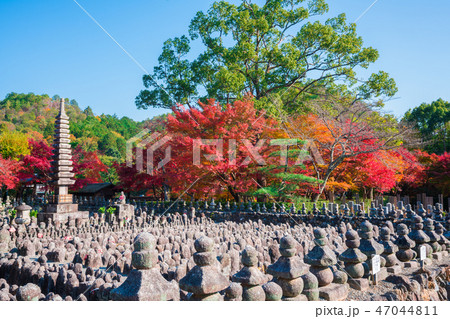 京都　化野念仏寺（あだしのねんぶつじ）の紅葉　　　　　 47044811