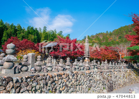 京都　化野念仏寺（あだしのねんぶつじ）の紅葉　　　　　 47044813