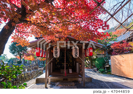 京都　化野念仏寺（あだしのねんぶつじ）の紅葉　　　　　 47044859