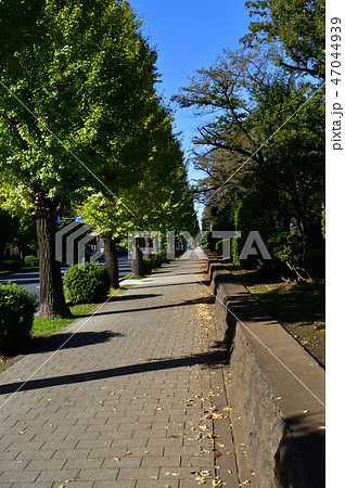 国会議事堂の敷地と国会前庭南地区との間の道路を国会正門前の交差点方面に向かって撮影した写真 47044939