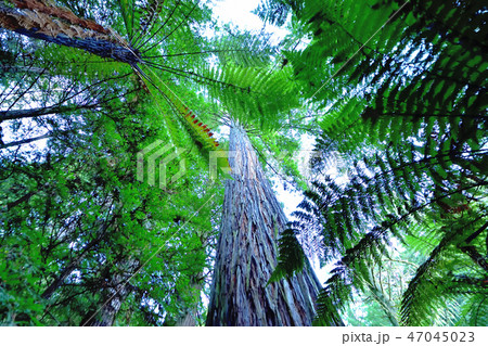 ロトルアレッドウッドフォレスト森林 ロトルアレッドウッドフォレスト森林 47045023