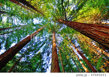 ロトルアレッドウッドフォレスト森林の写真素材