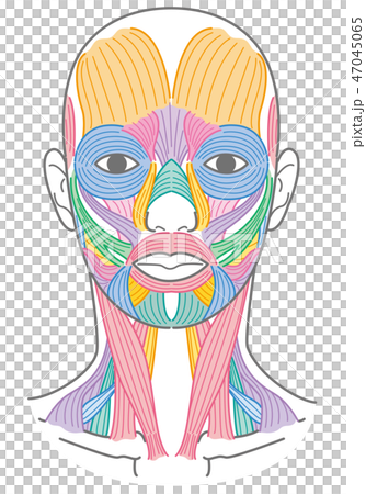 顔と首回りの筋肉 顔と首回りの筋肉 47045065