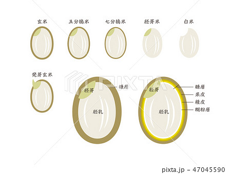 詳しいお米の図 発芽玄米入りのイラスト素材