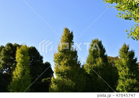 国会議事堂の敷地と国会前庭南地区との間の道路沿いの街路樹を撮影した写真 47045747