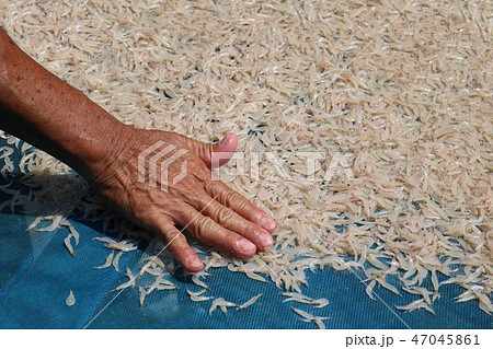 Drying of small sized sea shrimps by the sun. Drying of small sized sea shrimps by the sun. 47045861