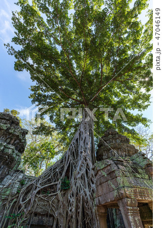 【絶景】【世界遺産】アンコール遺跡群 テトラメレスに覆われるタ・プローム寺院の遺跡 【絶景】【世界遺産】アンコール遺跡群 テトラメレスに覆われるタ・プローム寺院の遺跡 47046149