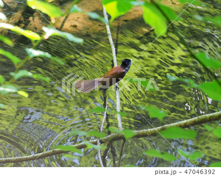 サンコウチョウのメス 47046392