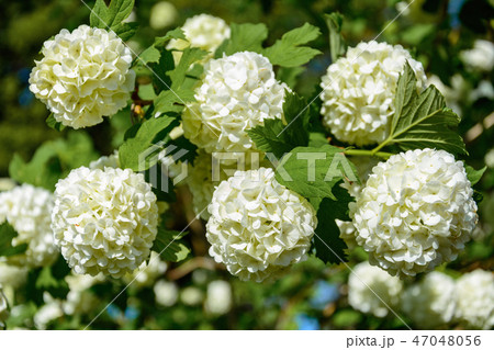 The blossoming guelder-rose in a spring garden. The blossoming guelder-rose in a spring garden. 47048056