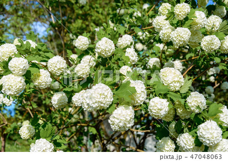 The blossoming guelder-rose in a spring garden. 47048063