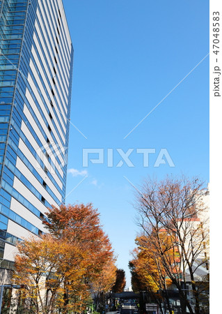 武蔵小杉駅前風景　紅葉　タテ位置 47048583