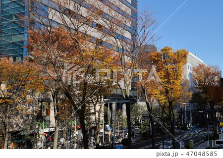 武蔵小杉駅前風景　紅葉 47048585