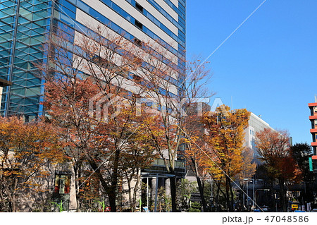 武蔵小杉駅前風景　紅葉 47048586