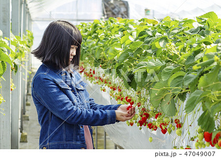 イチゴ狩りをする女子 いちご農園 いちごハウス イメージ素材 イチゴ狩りをする女子 いちご農園 いちごハウス イメージ素材 47049007