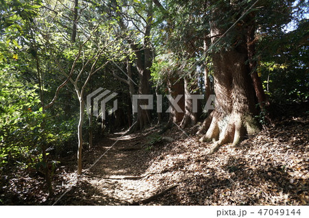 木漏れ日の心地よい低山散歩 47049144