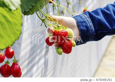 イチゴ狩りをする女性　いちご農園　いちごハウス　イメージ素材 47049191